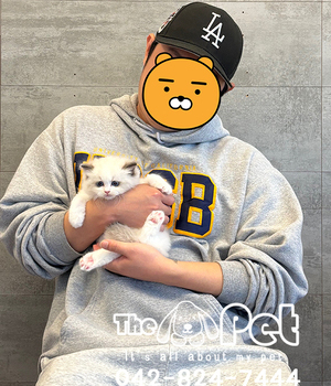랙돌 분양후기(25.11.08)
