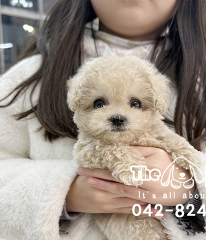 푸들 분양후기(25.11.09)