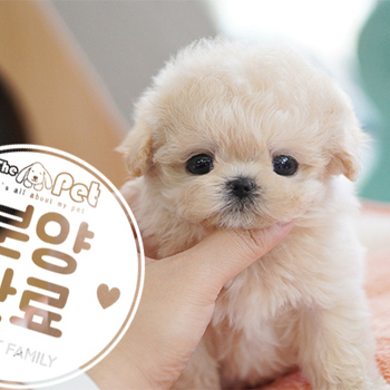 말티푸 공주님 10.7