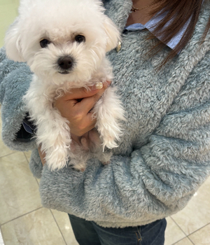비숑프리제 분양후기 [25.3.15]