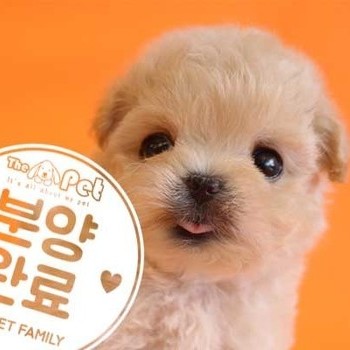 말티푸 ♂ 4.2 분양완료