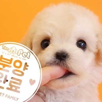 말티푸 ♂ 11.25 분양완료