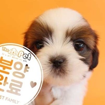 시츄 ♂ 1.8 분양완료