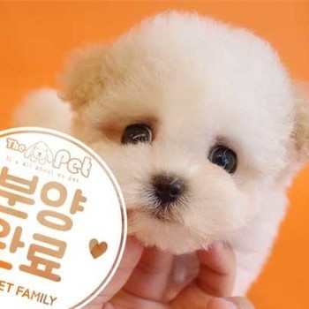말티푸 ♀ 4.8 분양완료