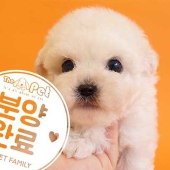 비숑프리제 ♂ 1.6 분양완료