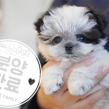 말티푸 공주님 10.13