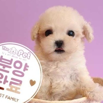 말티푸 ♀ 5.19 분양완료