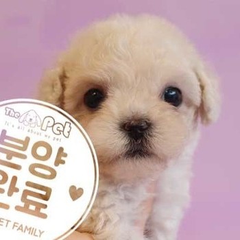 말티푸 ♂ 6.11 분양완료