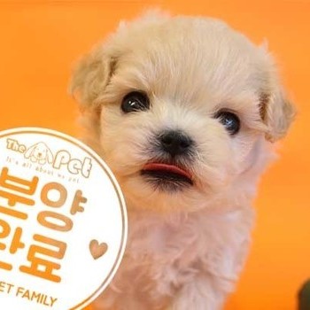  말티푸 ♂ 4.23 분양완료