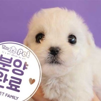  비숑프리제 ♀ 1.16 분양완료