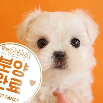 말티즈 ♀ 3.8 분양완료