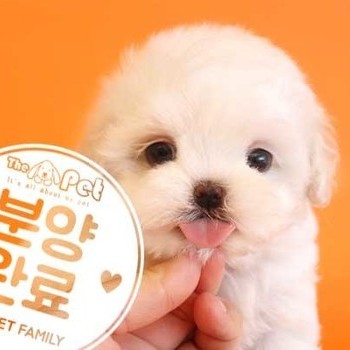 말티푸 ♀ 3.27 분양완료