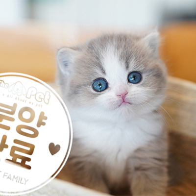 브리티쉬숏헤어 ♂ 9.15