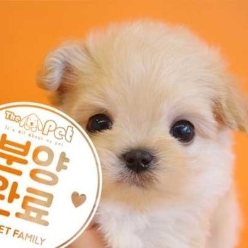 말티푸 ♂ 2.6 분양완료