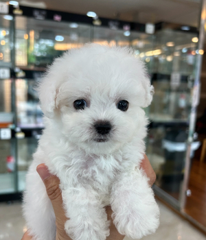 비숑프리제 분양후기[25.7.23]