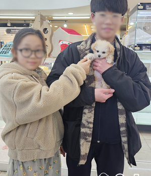 푸들 분양후기(25.12.08)