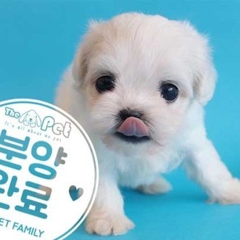 말티푸 ♂ 2.14 분양완료