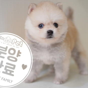 폼스키 09.29