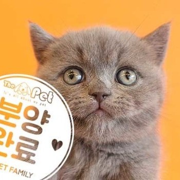먼치킨 ♀ 2.27 분양완료