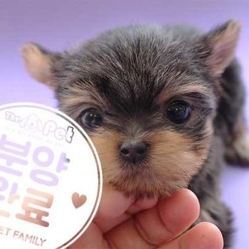 요크셔테리어 ♂ 1.30 분양완료