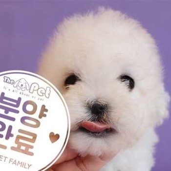비숑프리제 ♀ 4.3 분양완료