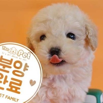 푸들 ♂ 4.22 분양완료