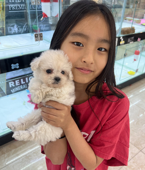 푸들 분양후기[25.5.18]