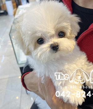 푸들 분양후기(25.11.29)
