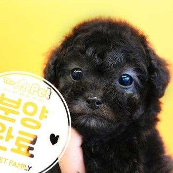 푸들 ♀ 12.5 분양완료