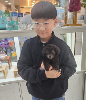 푸들 분양후기 [25.1.19]
