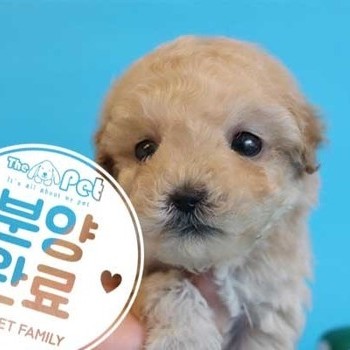 푸들 ♂ 2.14 분양완료
