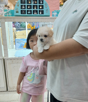 말티푸 분양후기[25.8.17]