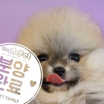  포메라니안 ♀ 6.4 분양완료
