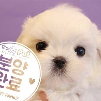 말티즈 ♀ 11.5 분양완료