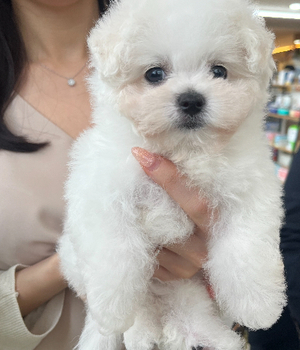 비숑프리제 분양후기[25.8.13]