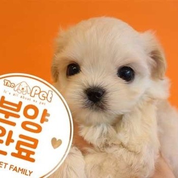 말티푸 ♂ 1.9 분양완료