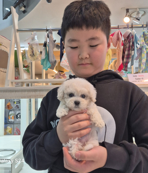 비숑프리제 분양후기 [25.1.19]