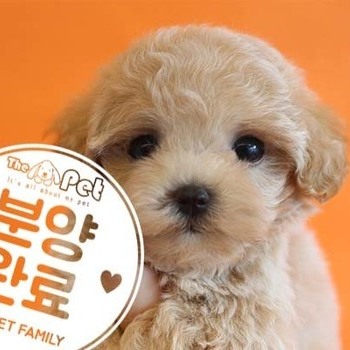 말티푸 ♀ 6.18 분양완료