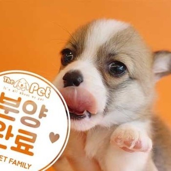 웰시코기 ♀ 2.23 분양완료