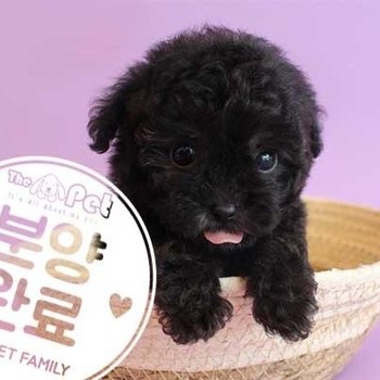 푸들 ♀ 5.22 분양완료