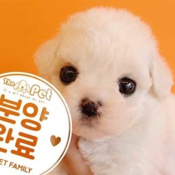비숑프리제 ♂ 11.26 분양완료