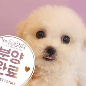 비숑프리제 ♀ 6.10 분양완료