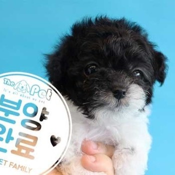 말티푸 ♂ 12.17 분양완료