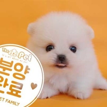  포메라니안 ♂ 4.23 분양완료