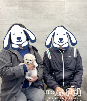 비숑 분양후기(25.11.4)