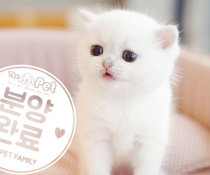 브리티쉬숏헤어 ♀ 9.22