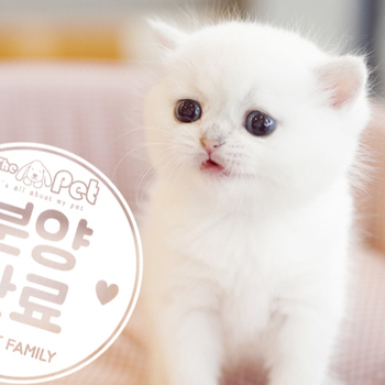 브리티쉬숏헤어 ♀ 9.22