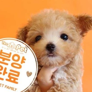 말티푸 ♂ 6.15 분양완료