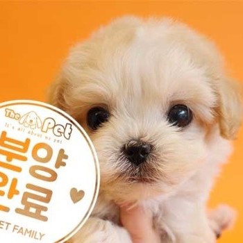 말티푸 ♂ 1.9 분양완료
