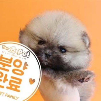 포메라니안 ♀ 12.16 분양완료